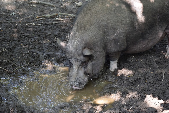 不仅吸引了 不仅吸引了